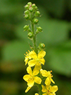 agrimony