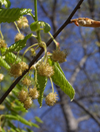 beech